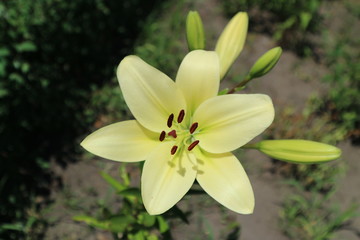 Fototapeta premium L.A. Hybrid Lilie 'Courier' large white-lime flower and buds