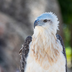 Asian sea eagle