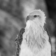 Asian sea eagle - black and white