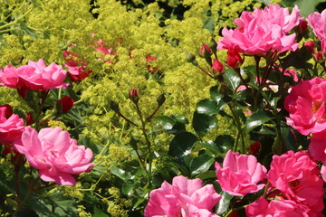 Roses and alchemilla vulgaris, Rosen und Frauenmantel in einem Beet kombiniert