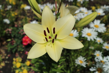 L.A. Hybrid Lilie 'Courier' large white-lime flower and buds