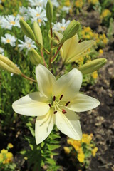 L.A. Hybrid Lilie 'Courier' large white-lime flower and buds