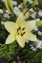 Fototapeta premium L.A. Hybrid Lilie 'Courier' large white-lime flower and buds