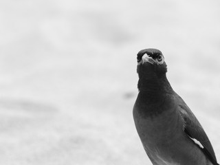 Acridotheres looking at you on background of sand - black and white