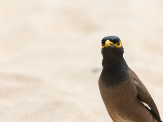 Acridotheres looking at you on background of sand