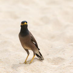 Acridotheres looking at you on background of sand in sunny day