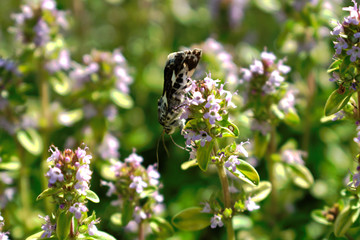 Closeup of a moth on a flower