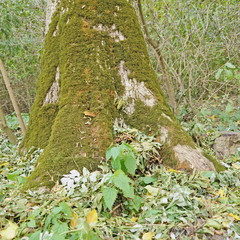 Moss growing on a tree trunk. The magic of the forest in the early fall