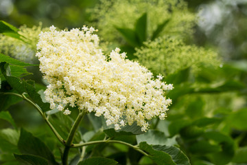 Closeup of cream-colored elderflower on an elder bush - 162036430