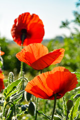 Fototapeta premium Three corn poppy flowers in the rays of the rising sun