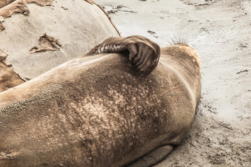 Elephant Seals - 162036619