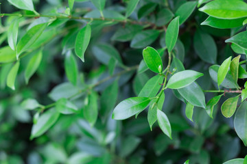 background of leaves green bush close up (low key, soft focus)