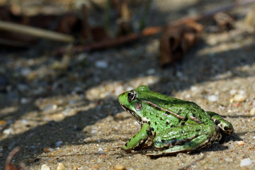 Grüner Frosch