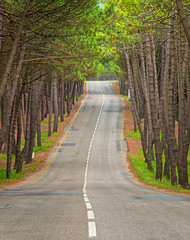 Road in the forest