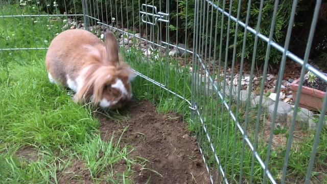 Zwergkaninchen beim buddeln, Haustier, Tier