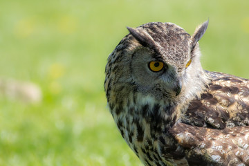 Eagle owl (Bubo bubo) bird of prey looking demure to the ground.