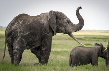 An elephant with a raised chops and a young one