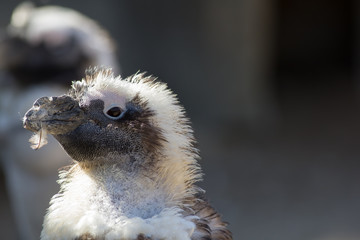 Obraz premium Cute ugly bird with feather in mouth. Penguin during moult (molt). Nature image with copy space.