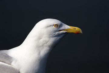 Seagull head close up profile isolated against plain background with copy space. Herring gull (Larus argentatus) face.