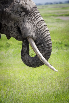 Detail of african elephant with chobot and tusks