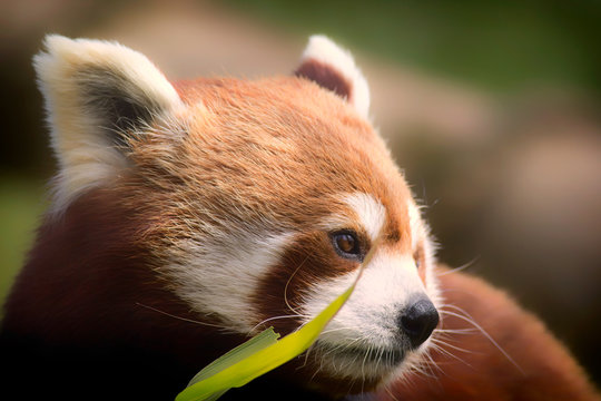 Red Panda. Soft feel nature image of gentle lovable animal with copy space.