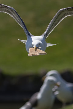 Seagull stealing food. Seaside gull making a getaway with bread in its beak.