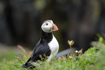 Puffin