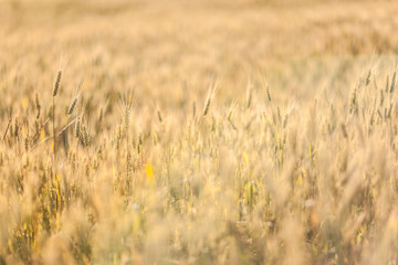 Agricultural Background with Ripe golden rays of the low sun backlight. Rural scene with limited depth of field.