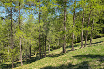 L&auml;rchenwald im Fr&uuml;hjahr