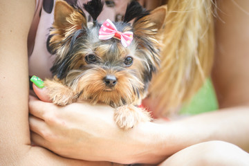 Lovely puppy of female Yorkshire Terrier small dog with bow on woman hands