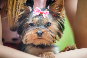 Lovely puppy of female Yorkshire Terrier small dog with bow on woman hands