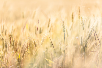 Agricultural Background with Ripe golden rays of the low sun backlight. Rural scene with limited depth of field.