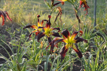 Цветущий лилейник Hemerocallis Velvet Ribbons