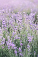 Fototapeta premium Blooming Lavender Field