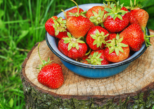 Strawberries in Metal bowl in the garden