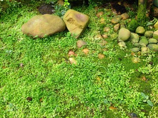 Selaginella erythropus (Mart.) Spring.