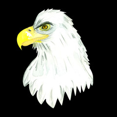 Bald eagle's head