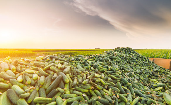 Cucumbers in a trailer after harvest - small green fresh harvested gherkins