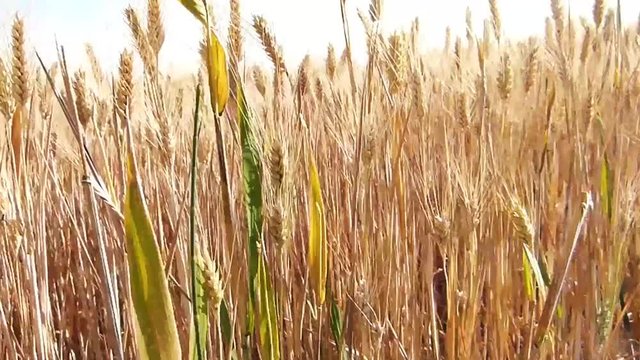 Champ de c&eacute;r&eacute;ales R&eacute;colte bl&eacute;