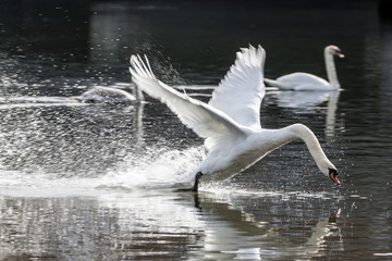 Cigno in arrivo