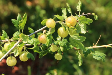 Gooseberries, Stachelbeeren im Garten