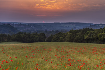 Sunset over a beautiful field of wild poppies. The colorful sky matches the red of the flowers