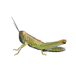 Grasshopper in front of white background