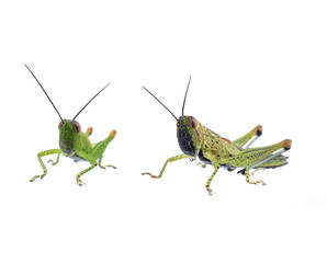 Grasshopper in front of white background