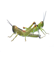 Grasshopper in front of white background