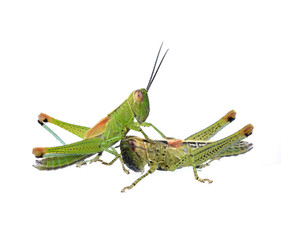 Grasshopper in front of white background