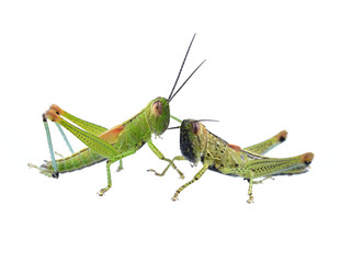 Grasshopper on a white background