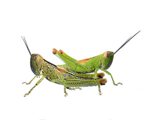 Grasshopper on a white background