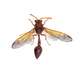 Hornet on a white background