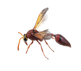 Hornet on a white background